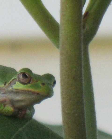 47968_150534388 cshlex better frog